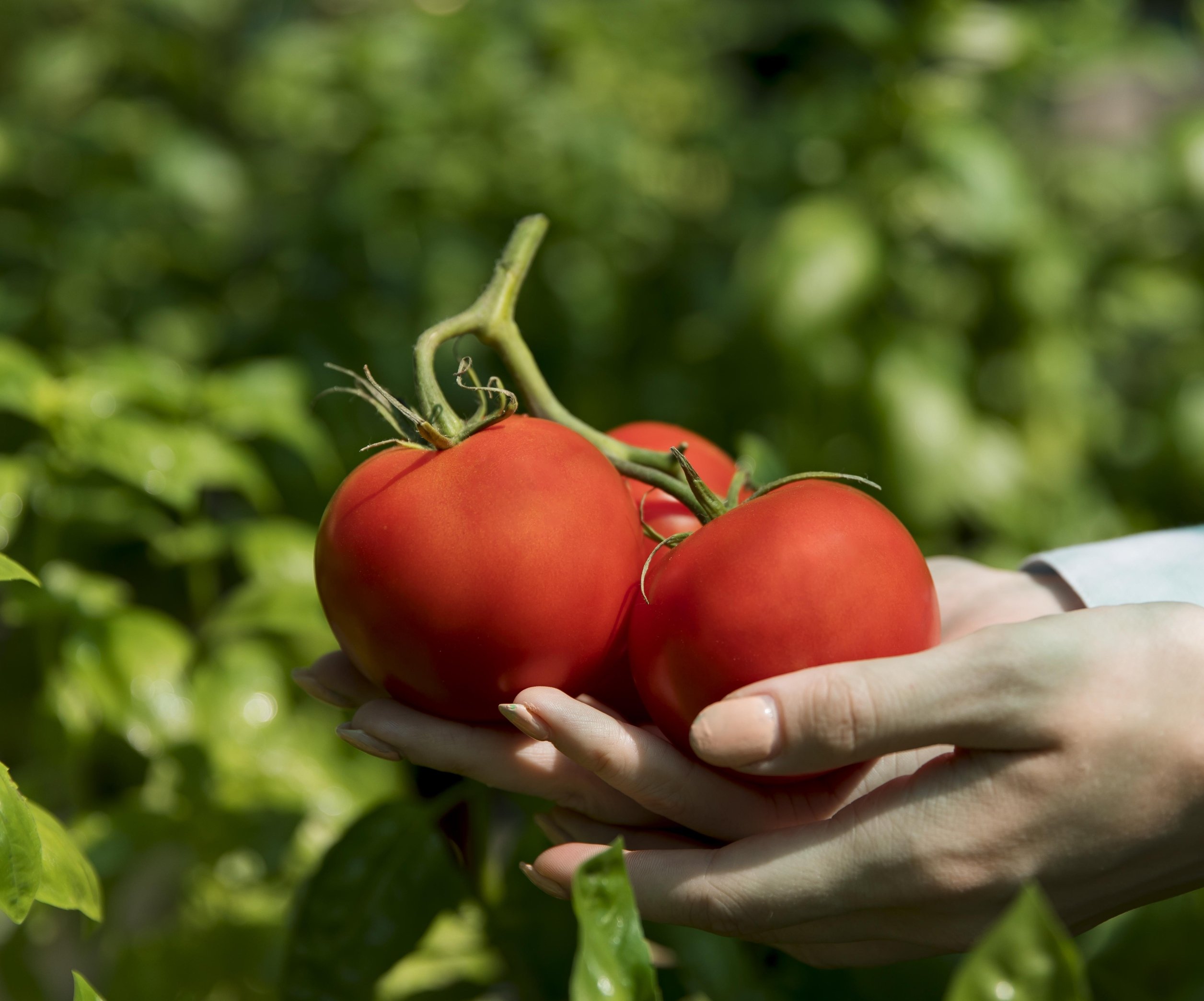 Чем подкормить томаты, чтобы хорошо плодоносили — рецепт подкормки с пшеном- Телеграф